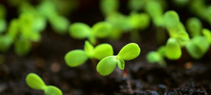 贝瑞向日葵育苗穴盘中子叶展开的幼苗特写，绿色子叶肥厚，根系已穿出穴盘底部，育苗环境明亮整洁